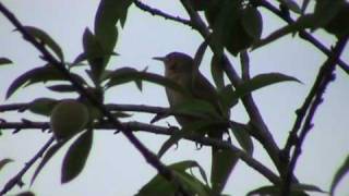 Cambaxirra ou garrinchinha Canta Troglodytes aedon [upl. by Airpac]