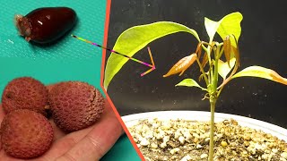 Growing LYCHEE Tree from Seed  169 Days Time Lapse [upl. by Ibloc704]