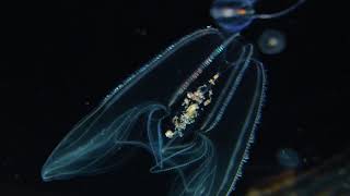 Lobed Comb Jelly  Bolinopsis infundibulum [upl. by Accisej225]