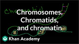 Chromosomes Chromatids Chromatin etc [upl. by Htinek]