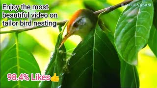 Tailorbird nesting story [upl. by Yesnikcm]