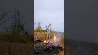 Robotic flame weeding amzing robot [upl. by Kuo]