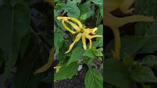 Ylang YlangCananga Odorata [upl. by Wassyngton]