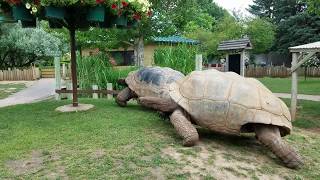 Giant Tortoises at Full Speed [upl. by Ob610]