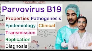 Parvovirus B19  Transmission  Epidemiology  Replication  Pathogenesis  Clinical  Treatment [upl. by Ranit605]