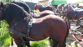 Târg de cai Vicovu de Sus  Bucovina 4 Mai 2024 [upl. by Nosauq]