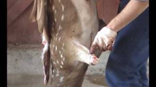 Deer Skinning for Shoulder Mount [upl. by Eiral]