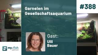 myfishorg  Garnelen im Gesellschaftsaquarium  Haltung Vergesellschaftung und Pflege Ulli B [upl. by Shafer]