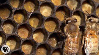 Honey Bees Make Honey  and Bread  Deep Look [upl. by Jacquette163]