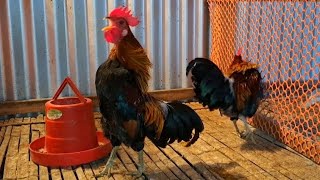 Jungle fowl rooster crowing sound effect [upl. by Notffilc379]