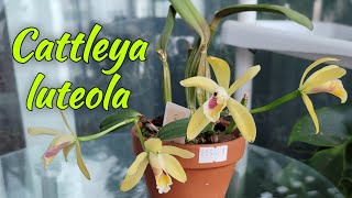 Cattleya luteola первое домашнее цветение [upl. by Norb411]