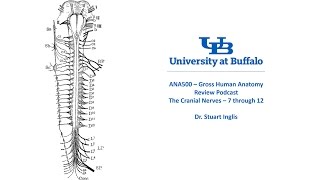 Cranial Nerves Part 3 Podcast [upl. by Naylor]