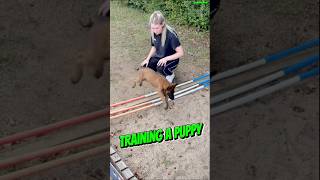 Training Belgian Malinois belgianmalinois pets dogtraining puppy belgianmalinios workingdog [upl. by Yearwood]