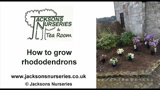 How to Grow Rhododendrons [upl. by Trudy]