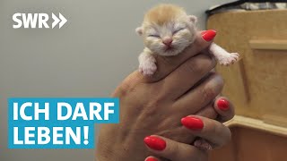 Tierheim Doku – Tierpfleger suchen neues Zuhause für Kitten und Welpen [upl. by Eniarol135]