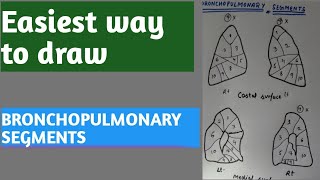 BRONCHOPULMONARY SEGMENTS How to remember bronchopulmonary segments [upl. by Nemraciram]