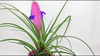 Tillandsia cyanea  Pink Quill Tillandsie [upl. by Leamse]