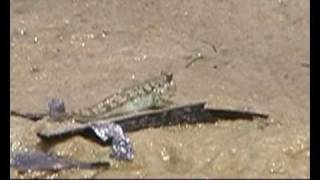 PERIOPHTALME GOBIES MUDSKIPPER MUTSUGORO MADAGASCAR [upl. by Nirol]