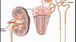 Bowmans corpuscle glomerulus cortical nephrons juxtamedullary nephrons [upl. by Elma76]