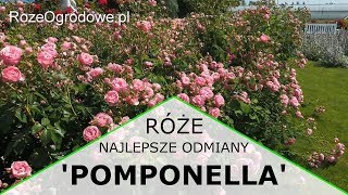 Róża rabatowa POMPONELLA ® [upl. by Teria362]