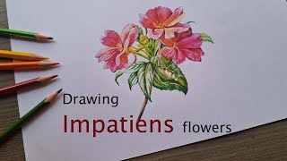 Impatiens flowers drawing in color pencils  drawing flower  Touch me not flower  Realistic draw [upl. by Bouchier]