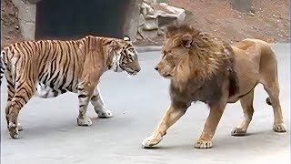 Lion VS Tiger Real Fight  Tough Creatures Ep 4 [upl. by Polinski27]