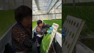 The process of growing vegetables in a greenhouse [upl. by Nrol]