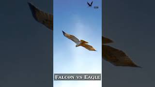 Peregrine falcon attack  Short video  Falconlover5 [upl. by Sivie]