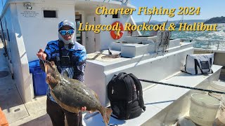 Lingcod Rockcod amp Halibut Charter Fishing  Berkeley CA 2024 deepblueseachartergoldeneye2000 [upl. by Martin761]