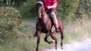 world champion speed racking horse [upl. by Lebezej]