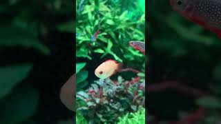 💛 Trichogaster chuna Honiggurami galaxyrasbora honeygourami aquarium nature aquariumfish [upl. by Nirot]