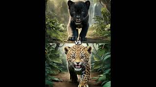 Black Panther vs Animals  panther tigercatcuba shorts animalsvsanimal vs viralshort [upl. by Gearalt135]