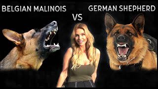 BELGIAN MALINOIS VS GERMAN SHEPHERD DOG  WHO IS KING [upl. by Nykal]