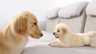 Golden Retriever Meets Puppy Just Like Him for The First Time [upl. by Sig98]