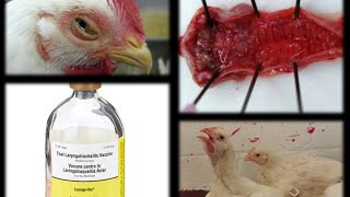 INFECTIOUS LARYNGOTRACHEITIS ILT in Poultry [upl. by Adaurd]