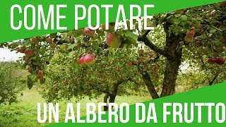 COME POTARE UN ALBERO DA FRUTTO  ORTO E GIARDINAGGIO [upl. by Casey]