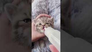 Kitten drinking milk❤️🥛 kitten cute catlover [upl. by Denys]