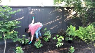 Planting delphiniums [upl. by Alahs707]