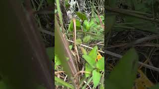 Mating season Florida locust floridanature [upl. by Ilatfan243]