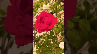 Red rose 🌹 plants healthyplants garden terracegardener gardening terracegardning terraceg [upl. by Klos]