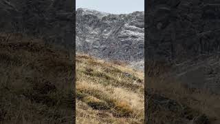 fliegenmachtSpass es Video für DICH 😆 tollezeit fliegen vögel bergwelten switzerland natur [upl. by Rust]