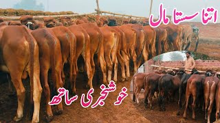 Low Rate Update Bachra Farming Business idea in Pakistan [upl. by Aihsel735]