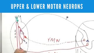 Upper and Lower Motor Neuron Lesions [upl. by Cristoforo720]