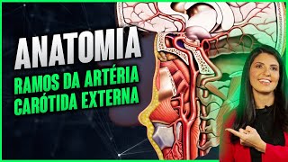 ANATOMIA  ramos da artéria carótida externa  Dra Walkyria Fernandes [upl. by Jarib]