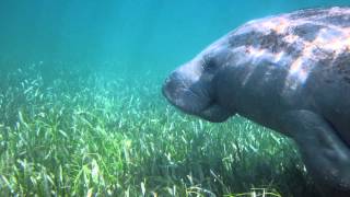 The Chaguaramas Seagrass Beds [upl. by Ahseined]