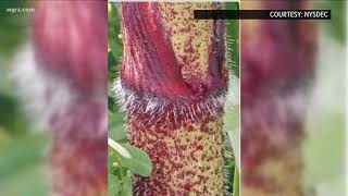 Giant Hogweed Is Widespread In WNY [upl. by Soraya]