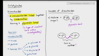 24 Disaccharides  Maltose amp Sucrose Cambridge International AS amp A Level Biology [upl. by Troyes]