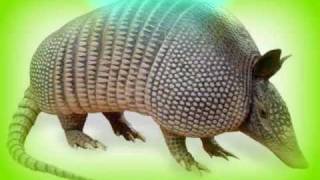 los armadillos de la sierra ♣♣ El greñas ♣♣ [upl. by Conn500]