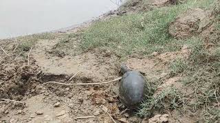 Release of Indian Flapshell turtle at Pallishree Village in Murshidabad district near Bazarsau [upl. by Mariellen]