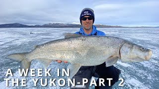 A Week In The Yukon  FILM Part 2 In Search of an INCONNU [upl. by Aiksa]